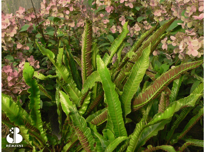 Asplenium scolopendrium   'Phyllis'